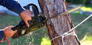 Best Tree Cabling and Bracing  in Glendale, MS