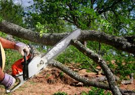 Best Utility Line Clearance  in Glendale, MS