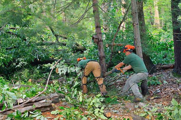 Best Leaf Removal  in Glendale, MS